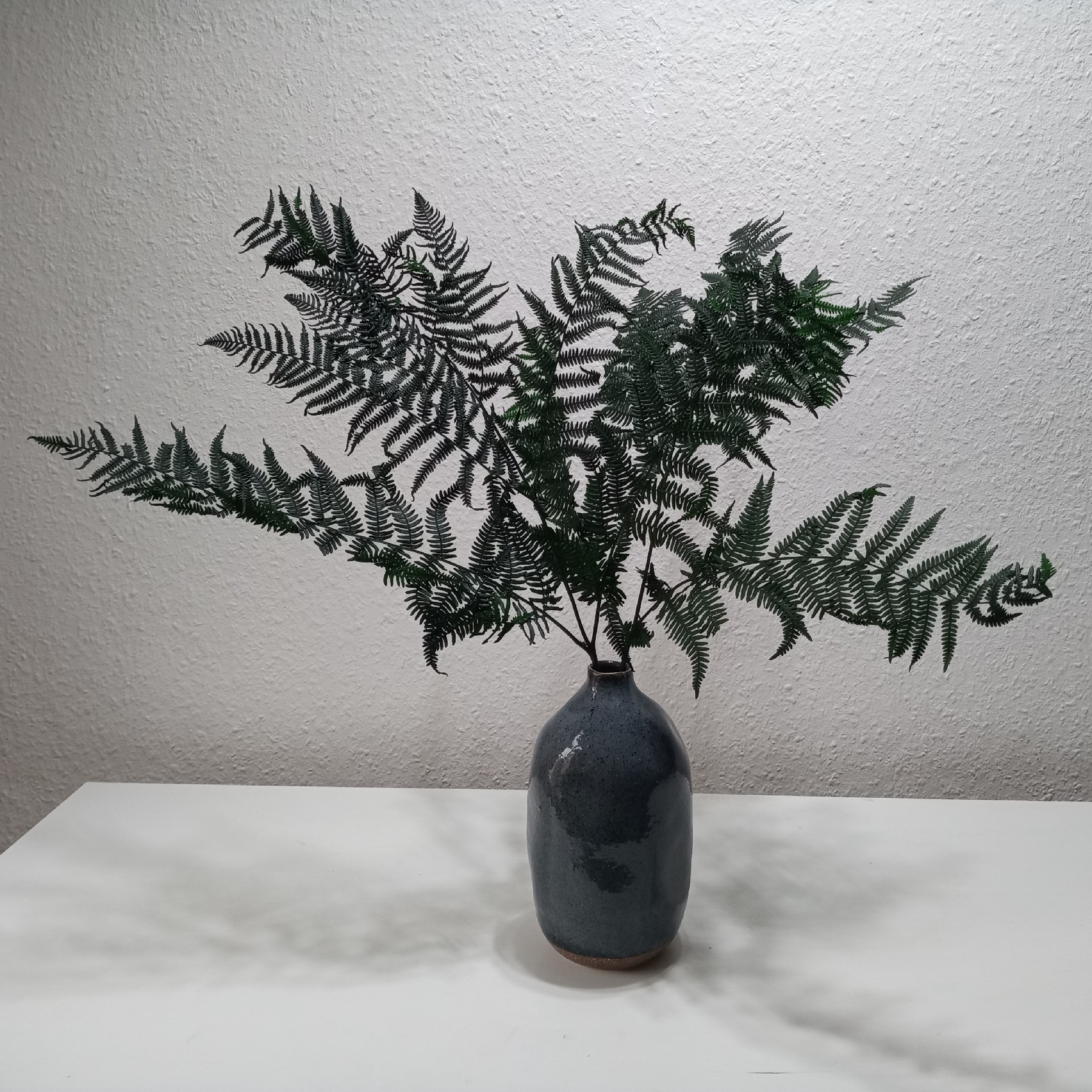 geld kaktus Geldbaum - Crassula ovata argentea